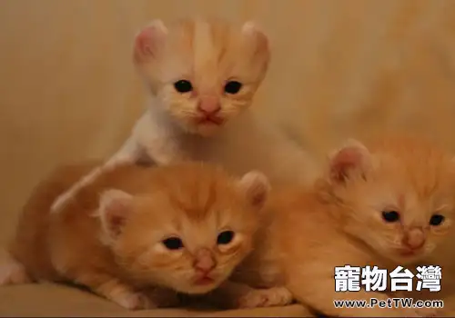 美國卷耳貓的餵食要求(1圖)-寵物台灣