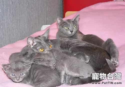 科拉特貓的餵食要求(1圖)-寵物台灣