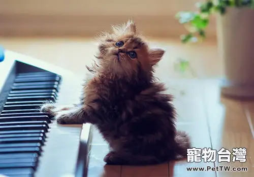 貓咪是真的懶,還是只是懶得搭理你?(共6張圖片)-寵物台灣