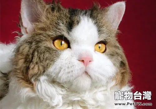 塞爾凱克卷毛貓的養護知識(1圖)-寵物台灣