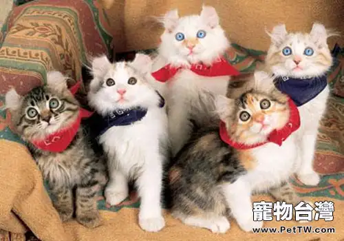 切忌讓貓咪食用火腿腸(1圖)-寵物台灣