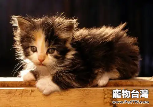 貓咪散養好不好(1圖)-寵物台灣