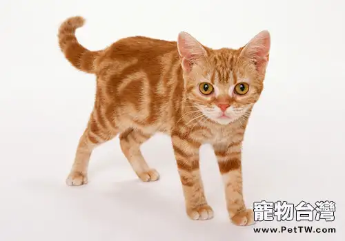 和貓咪互動時怎麼防止被抓(1圖)-寵物台灣