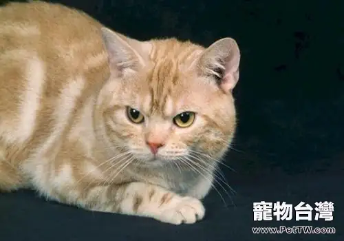 貓咪上飛機需要手續有哪些(1圖)-寵物台灣