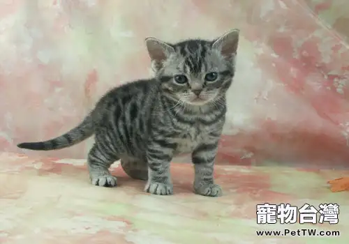 貓咪公母如何分辨(1圖)-寵物台灣