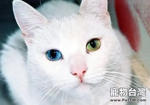 你瞭解貓咪的習性嗎(1圖)-寵物台灣