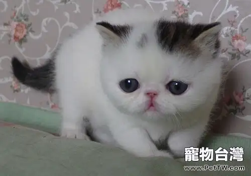 貓鼻子為什麼總是濕潤的(1圖)-寵物台灣