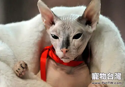 貓咪打架的原因有哪些(1圖)-寵物台灣