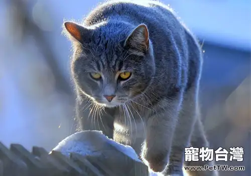 貓咪耳朵發燙正常嗎(1圖)-寵物台灣