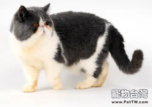 帶貓咪出門需要準備什麼(1圖)-寵物台灣