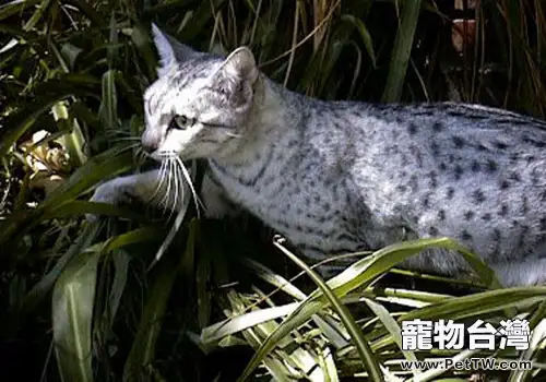 哪些食物貓咪不能吃(1圖)-寵物台灣