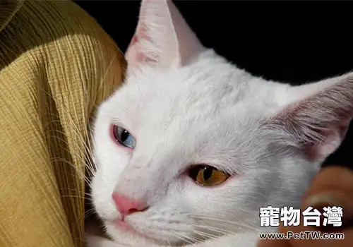 貓咪呼吸困難時該怎麼辦(1圖)-寵物台灣