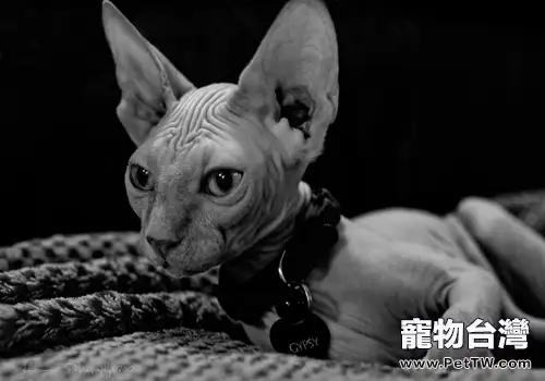 如何防止圈養的貓咪逃跑(1圖)-寵物台灣