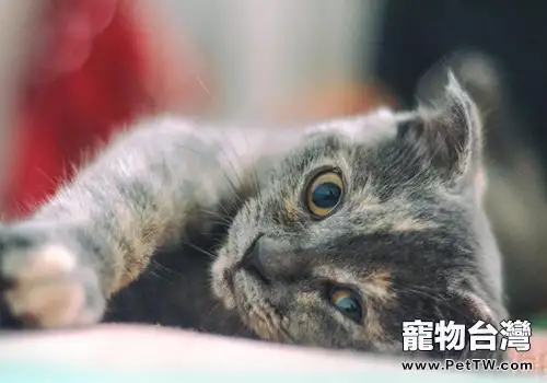 飼養貓咪之前要注意的十大問題