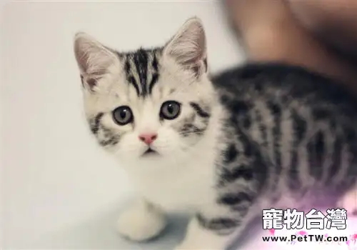 如何減少家中貓咪異味(1圖)-寵物台灣