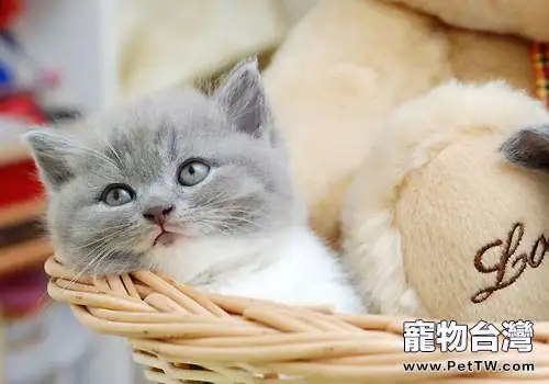 魚肝油可以讓貓咪吐毛球(1圖)-寵物台灣