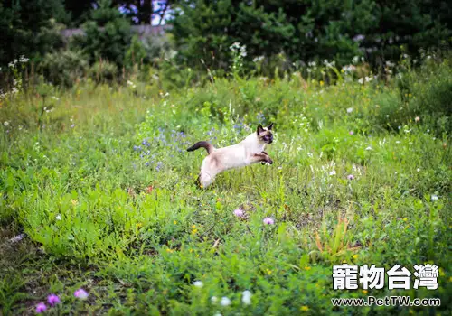 貓咪害怕時有什麼表現(1圖)-寵物台灣