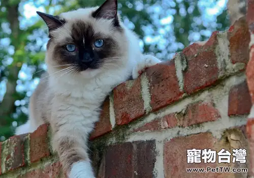 你是否適合飼養暹羅貓