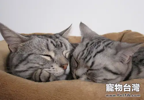貓咪牙齒健康勿忽視(1圖)-寵物台灣