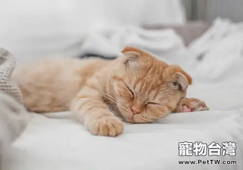 貓咪減肥可少食多餐(1圖)-寵物台灣