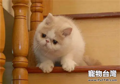 如何安慰焦慮的貓咪(1圖)-寵物台灣