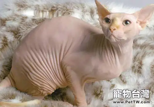 養貓咪不要做哪些事(1圖)-寵物台灣