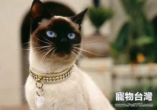 如何照顧老年暹羅貓(1圖)-寵物台灣