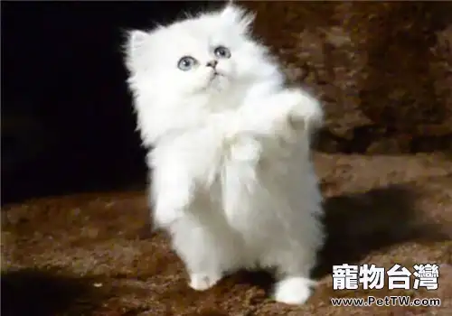 貓咪嘔吐一定是生病了嗎(1圖)-寵物台灣