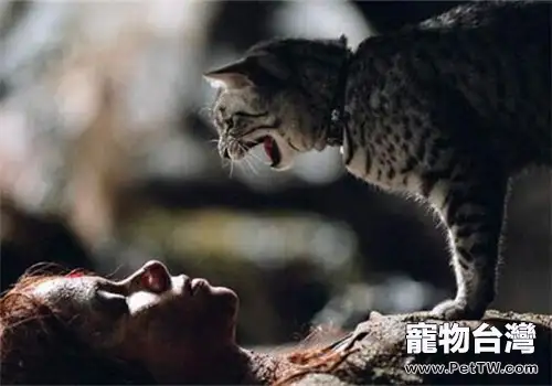 貓咪異常攻擊的行為有哪些?(1圖)-寵物台灣