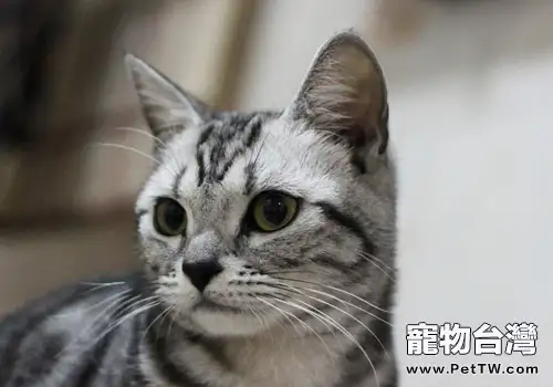 定期給貓咪梳毛好處多(1圖)-寵物台灣