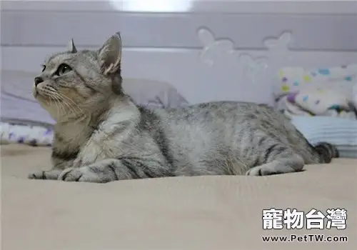 貓草與貓薄荷之間有哪些區別(1圖)-寵物台灣