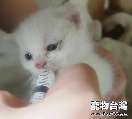 能不能給貓喝牛奶(1圖)-寵物台灣