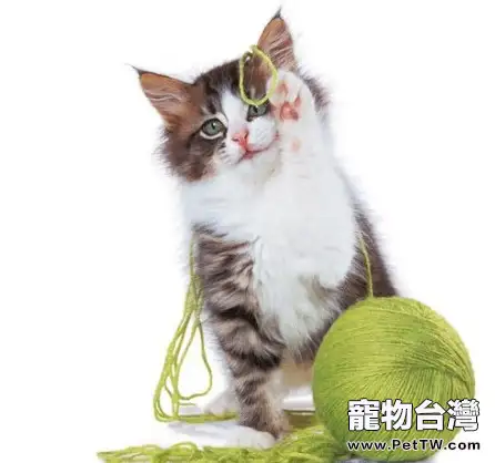 貓咪毛球形成的原因及預防措施(1圖)-寵物台灣