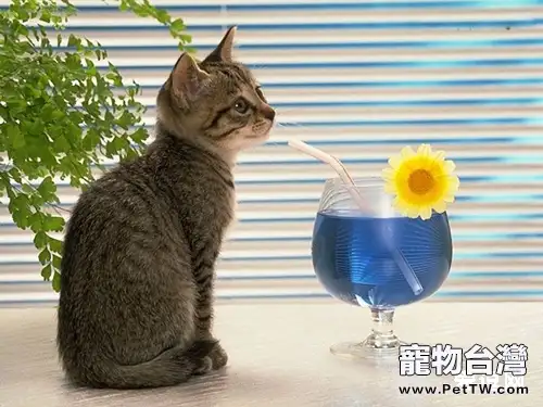 增加貓咪飲水量的方法(1圖)-寵物台灣