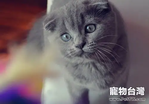 貓咪養護誤區之經常洗澡才乾淨?(1圖)-寵物台灣