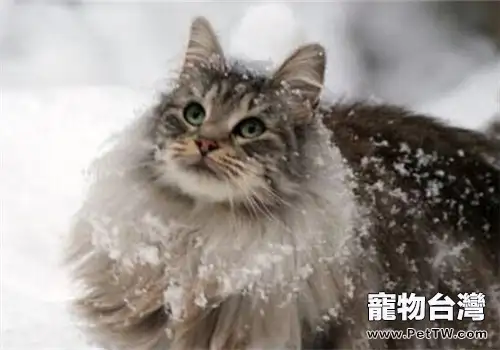 只吃貓糧的貓咪健康嗎?(1圖)-寵物台灣