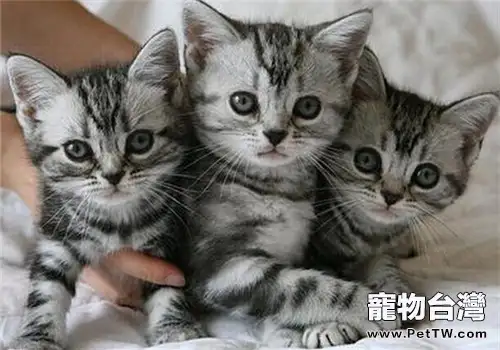 如何幫貓咪消除壓力(1圖)-寵物台灣