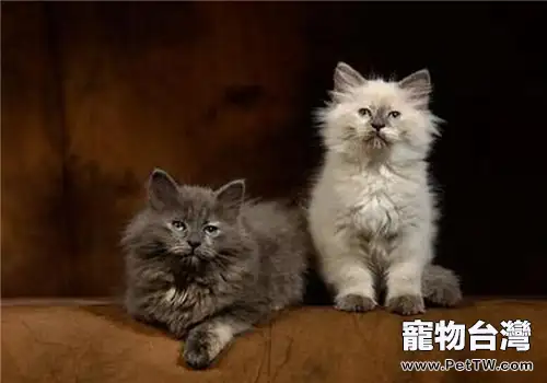 如何判斷貓咪是否過胖(1圖)-寵物台灣