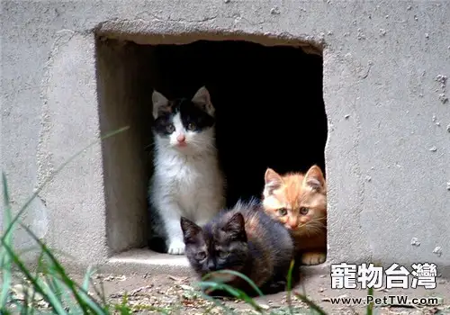 養貓家庭如何飼養其他小動物