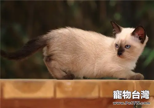 貓咪慢性腎衰竭無法痊癒的原因(1圖)-寵物台灣