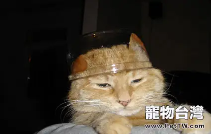 貓咪挑食的原因分析(1圖)-寵物台灣