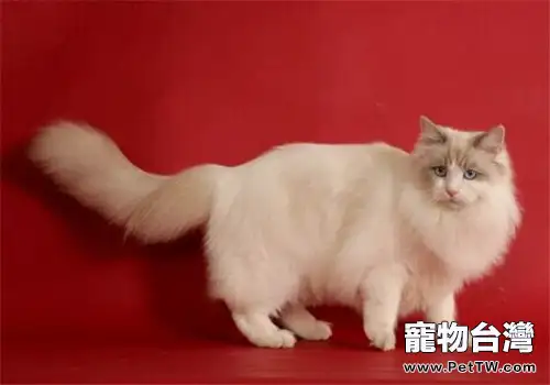 預防貓咪患熱射病的四個要點(1圖)-寵物台灣