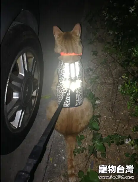 我的遛貓日記(下)(共8張圖片)-寵物台灣