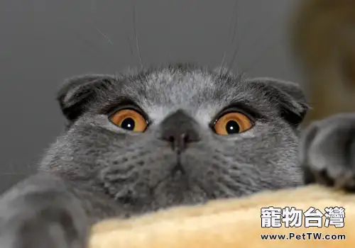 不當餵食也可能是導致貓咪腹瀉的原因之一(1圖)-寵物台灣