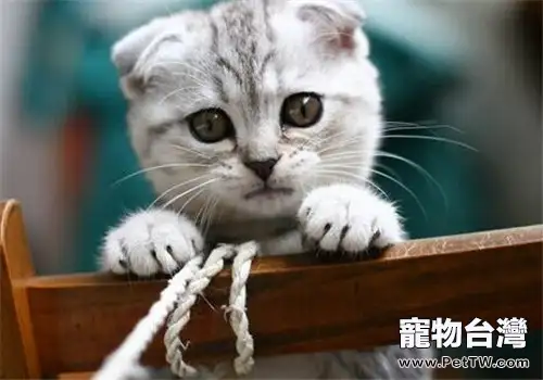 如何護理術後貓咪(1圖)-寵物台灣