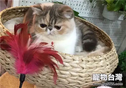 貓咪住高樓有利也有弊(共3張圖片)-寵物台灣