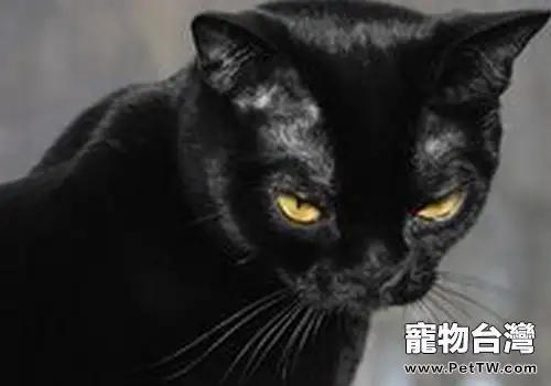 如何判斷貓咪喉部是否有異物(共3張圖片)-寵物台灣