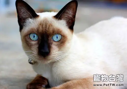 貓咪有多聰明之取暖有妙招(1圖)-寵物台灣