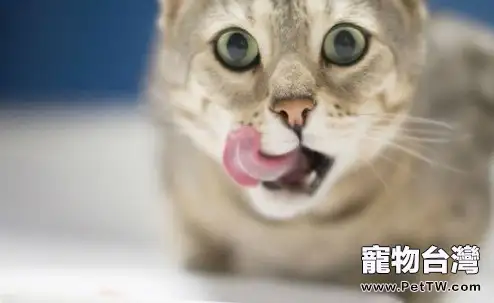 貓咪的飲食習慣(1圖)-寵物台灣