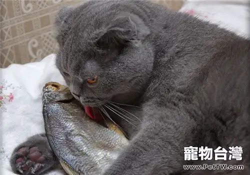 貓咪挑食不吃東西怎麼辦?(共2張圖片)-寵物台灣